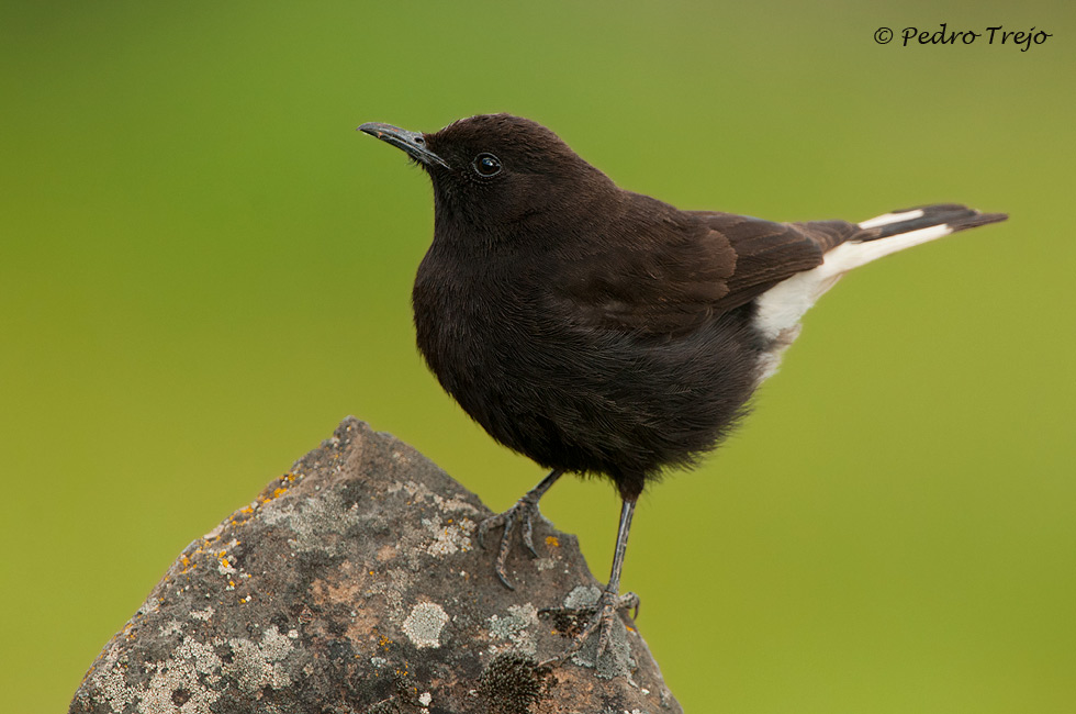 Collalba negra (Oenanthe leucura)